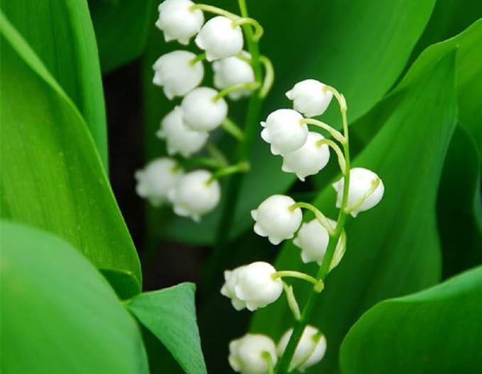 AREON MA33 Hanging Best Car Air Freshener Lily of the Valley Scent, Paper Hanging Ornaments, Long Lasting Scent for Car or Ho