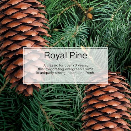 LITTLE TREES Car Air Freshener | Hanging Tree Provides Long Lasting Scent for Auto and Home | Royal Pine, 24 Air Fresheners